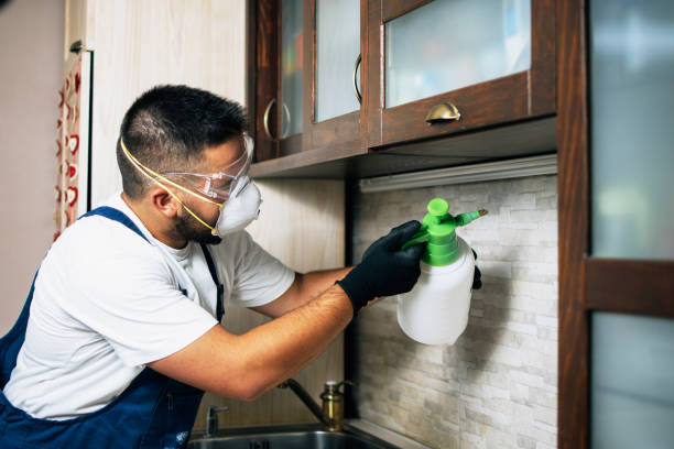 Reliable Beacon Hill, WA Pest Control Solutions