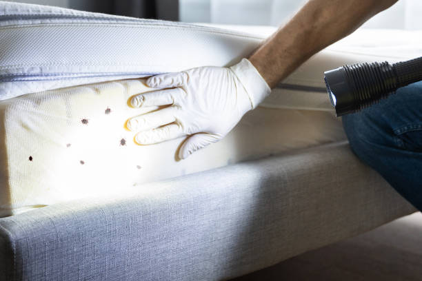Best Cockroach Control Services  in Beacon Hill, WA