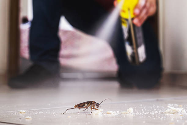 Best Pest Control Near Me  in Beacon Hill, WA