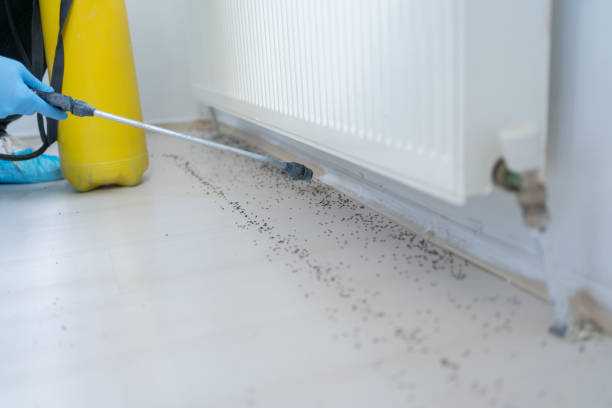 Best Residential Pest Control  in Beacon Hill, WA