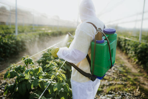Best Affordable Pest Control Services  in Beacon Hill, WA